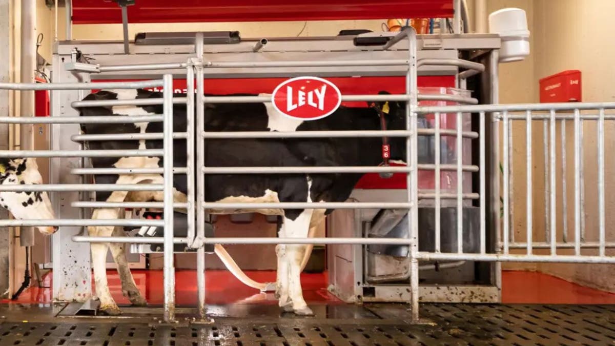 Smarter dairy farms where robots milk the cows