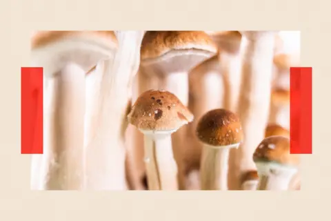 Close up photograph of mushrooms
